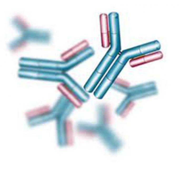 Ratón anti - anticuerpo monoclonal del hibridoma del barbital para el análisis de la FIA