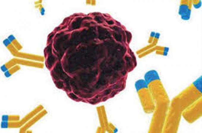 anti - anticuerpo monoclonal del ratón de las benzodiacepinas para la investigación del IVD