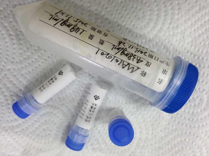 Ratón anti - angiotensina que convierte el anticuerpo monoclonal del hibridoma del Mab de la enzima