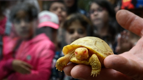 Latest company news about La tortuga gigante rara, nunca-antes-vista de las Islas Galápagos del albino del bebé debuts en el parque zoológico de Suiza