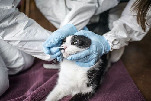 Latest company news about vínculo Gato-a-humano de Covid encontrado en Tailandia