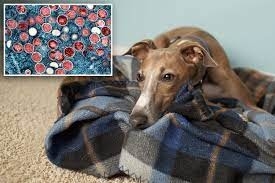 Latest company news about Positivo de las pruebas del perro para el monkeypox en la primera transmisión sospechosa del humano-a-animal doméstico