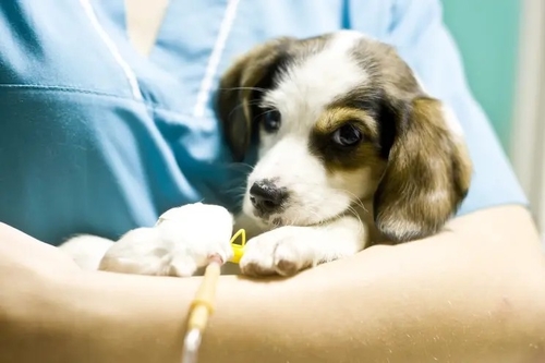 Latest company news about El virus del misterio mata a docenas de perros — sobre todo perritos en Michigan