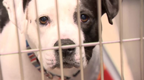 Latest company news about Parvo culpó por docenas de muertes del perro en Michigan: Qué animal doméstico los dueños deben conocer