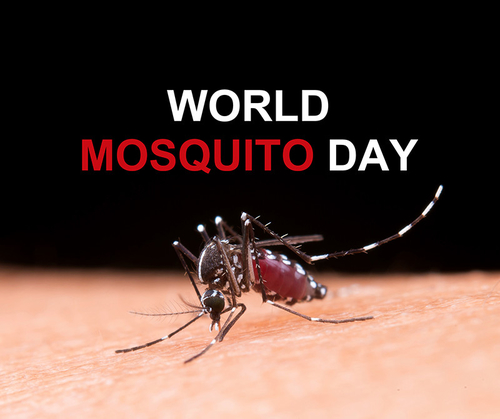 Latest company news about Día del mosquito del mundo: ¡Enfermedades transmitidas por mosquitos de lucha por un futuro más sano!