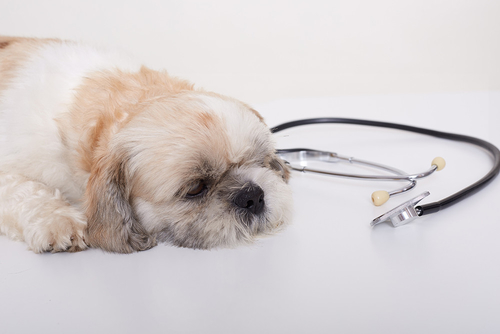 Latest company news about Enfermedad respiratoria desconocida en perros: lo que debe saber