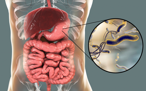 Últimas noticias de la empresa sobre Helicobacter pylori: Desentrañar el culpable oculto de la salud del estómago