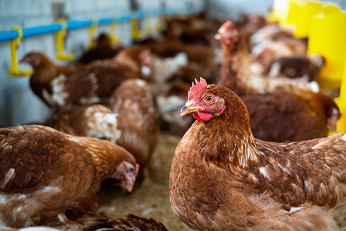 Latest company news about Amenaza emergente: Confirmado el tercer caso humano de H5N1