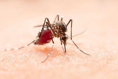Últimas noticias de la empresa sobre El virus del Nilo Occidental: un problema mundial de salud