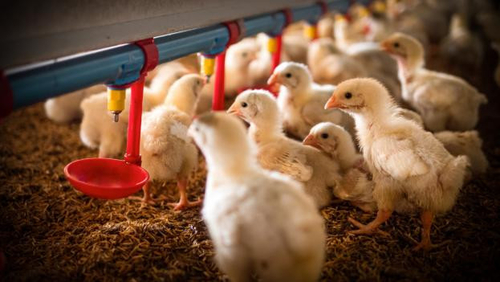Últimas noticias de la empresa sobre La aparición de la gripe aviar H5N1: una preocupación creciente para la salud pública