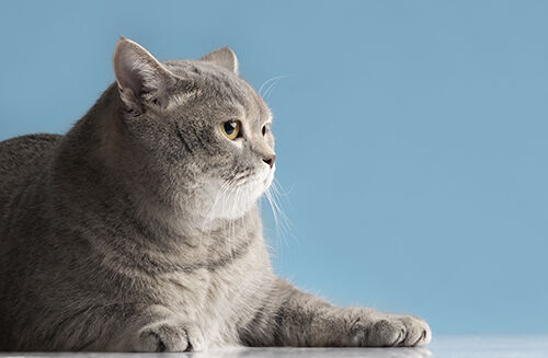 Últimos blogs de la empresa sobre Día Internacional del Gato: Protección de la Salud de los Gatos a través de la Concientización y Pruebas Rápidas