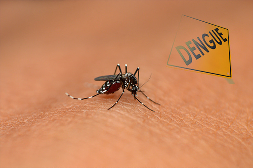 Últimas noticias de la empresa sobre ¿Cómo detectar y diagnosticar síntomas de la fiebre de dengue?