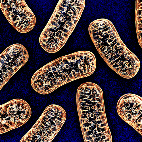 Últimas noticias de la empresa sobre La DNA mitocondrial es marcador temprano de la enfermedad severa COVID-19
